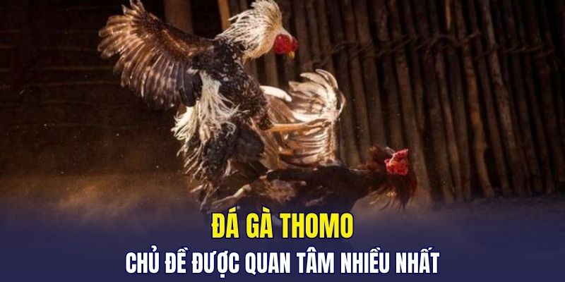 Đá gà Thomo chủ đề được quan tâm nhiều nhất